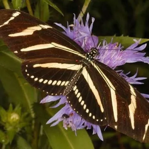 thumbnail for publication: Zebra Longwing, Heliconius charithonia (Linnaeus) (Insecta: Lepidoptera: Nymphalidae)